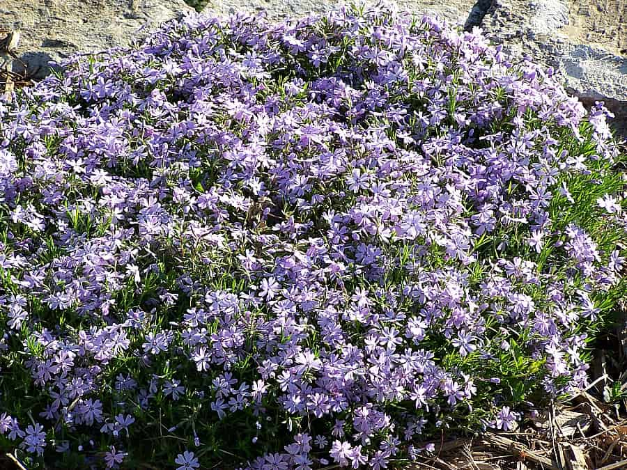 blue creeping phlox