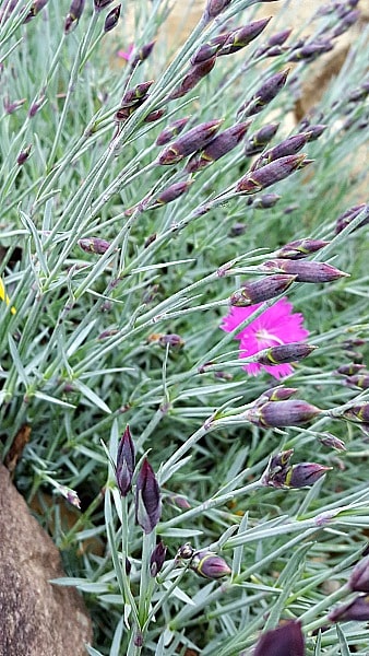 dianthus firewitch flower buds