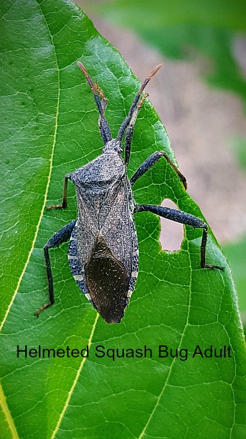 Squash bug adult