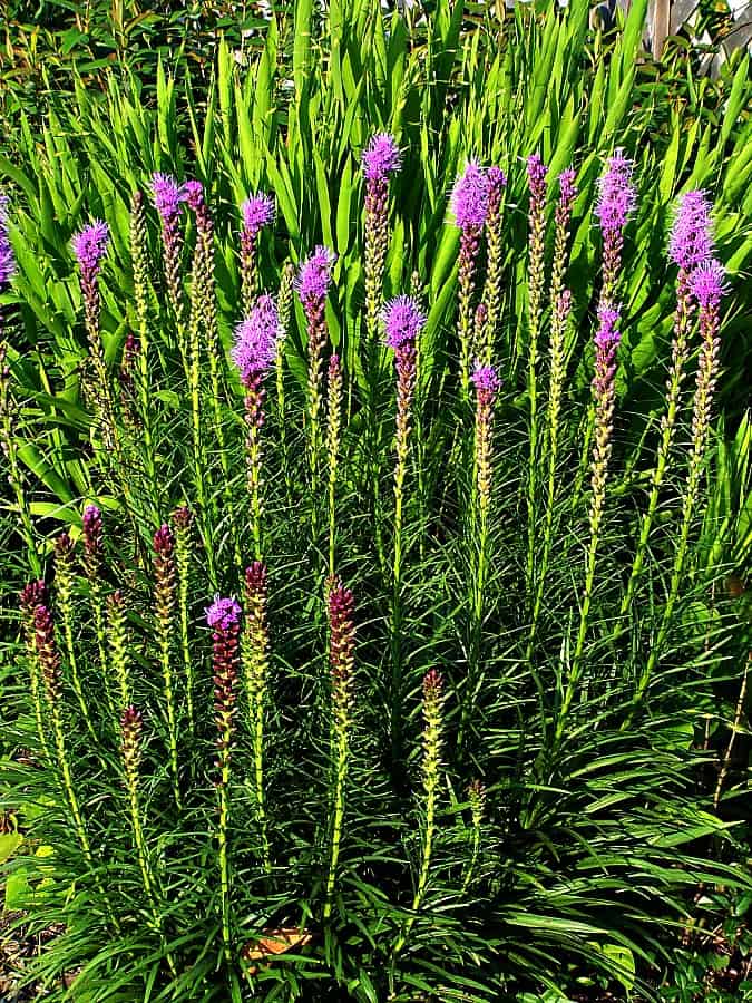 liatris kobold