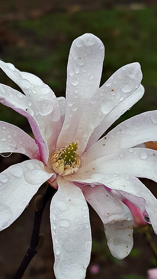 Magnolia Leonard Messel flower closeup