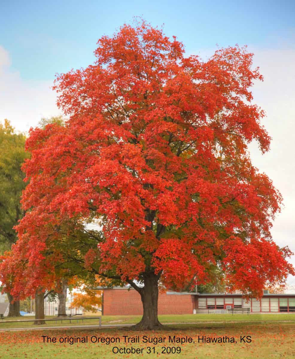 Oregon Trail Sugar Maple fall foliage