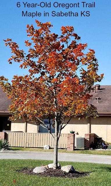 young maple tree with fall colors