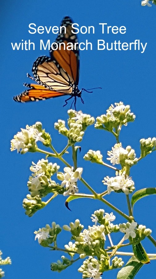 Seven son tree with Monarch butterfly