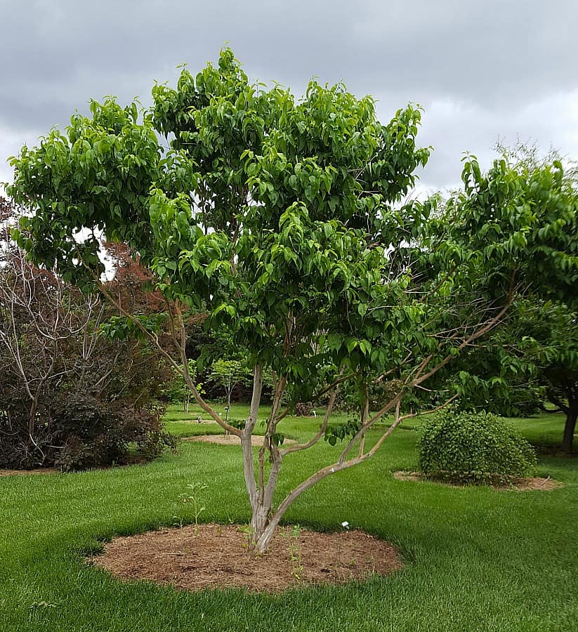 Seven son tree in arboretum