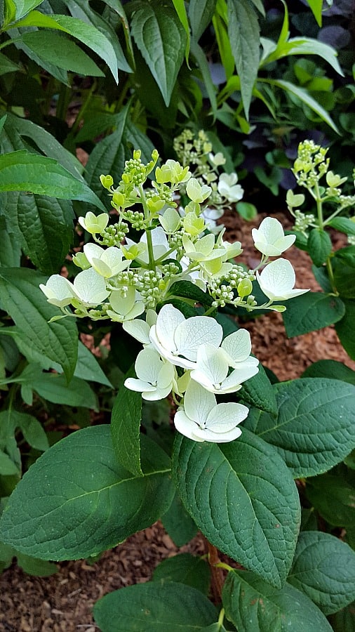 hydrangea White Diamonds in bloom