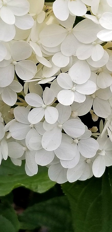 Hydrangea White Diamonds in bloom