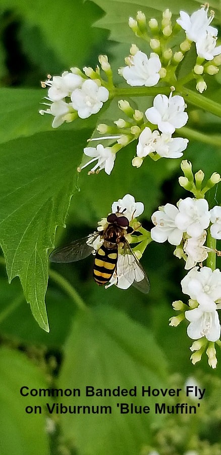 Hover fly on viburnum