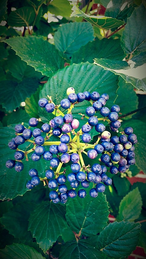 Viburnum 'Blue Muffin' berries