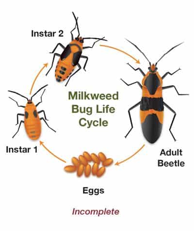 Incomplete metamorphosis