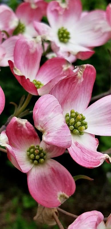 pink flowering dogwood flowers