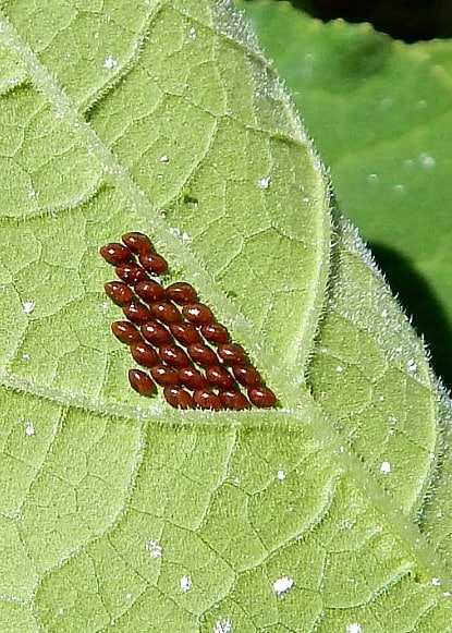 Squash bug eggs