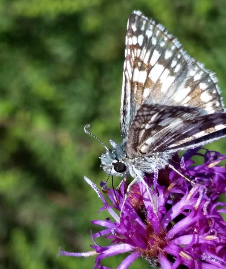 Western ironweed with butterfly