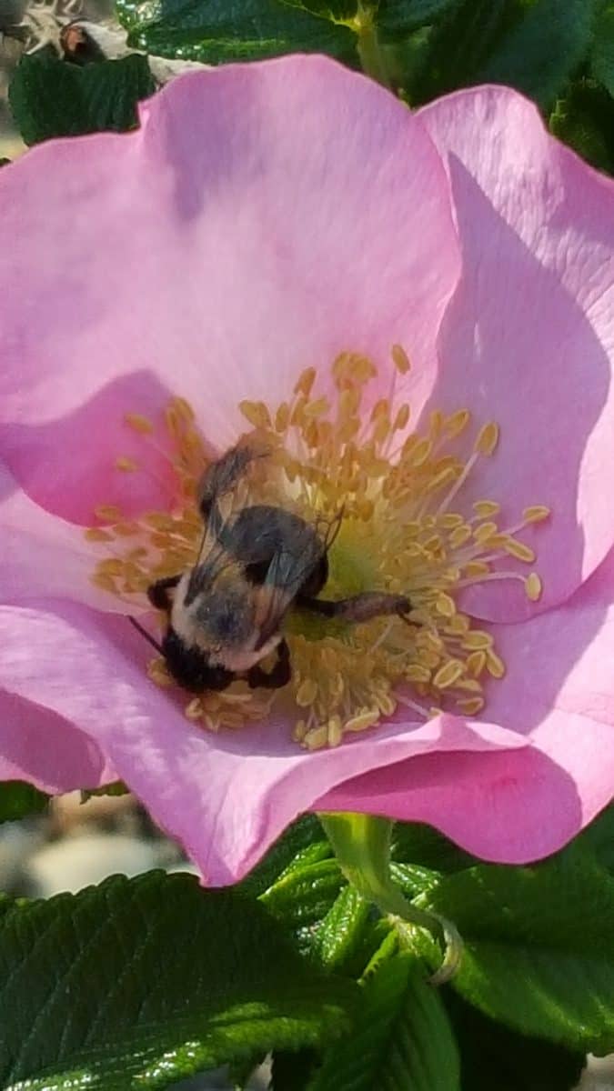 rose with bumblebee