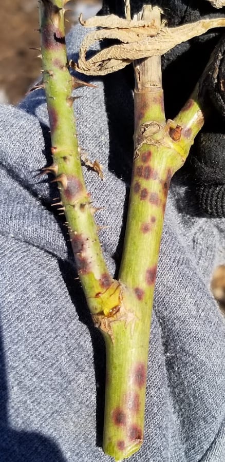 rose stem cankers