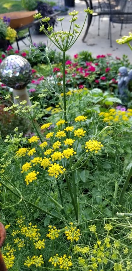 Dill plant in flower