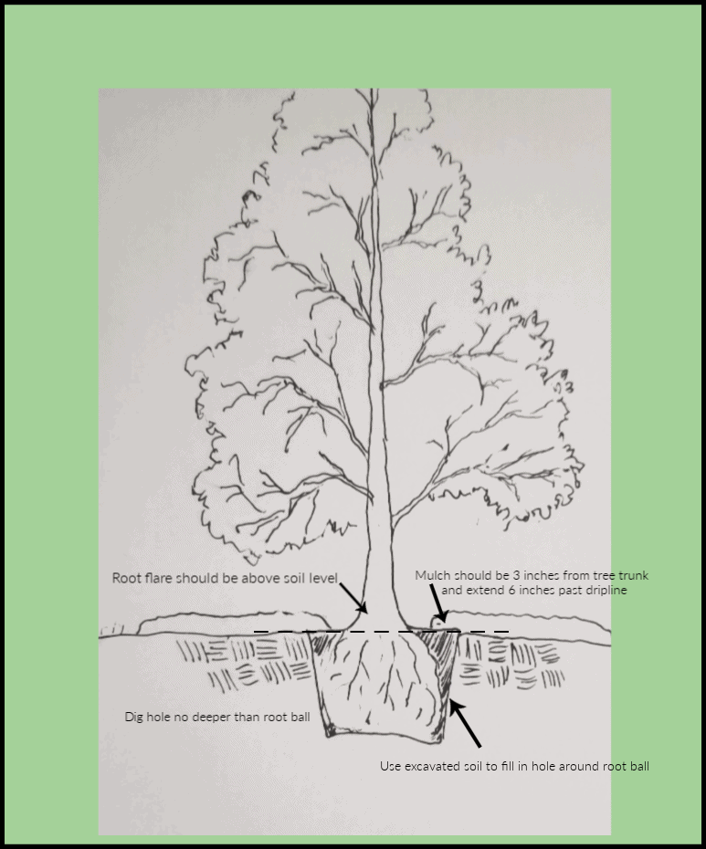 planting depth and hole