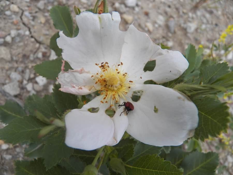 rose curculio weevil and damage