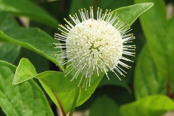 Fiber Optics Buttonbush – 3 Gallon Container