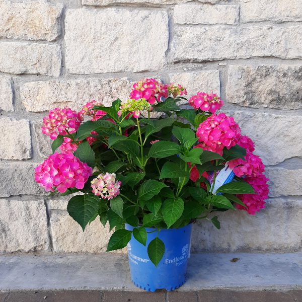 Summer Crush Hydrangea with pink globe shaped blooms and dark green foliage in a 2 gallon pot