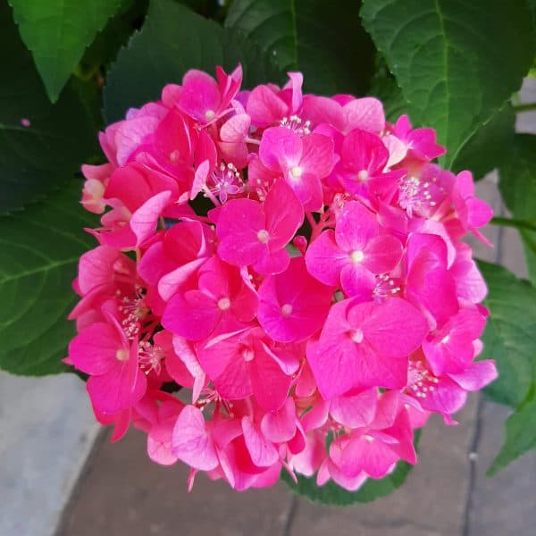 medium pink summer crush hydrangea bloom