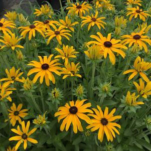 Glitters Like Gold Black Eyed Susan – 1 Gallon Container