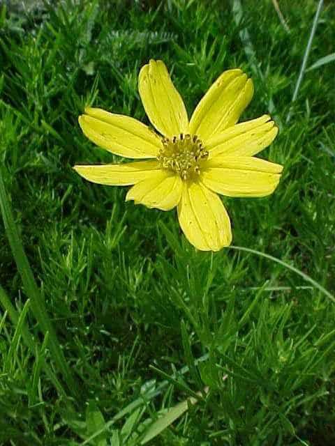 Prairie Coreopsis – Native – 5.5″ Container