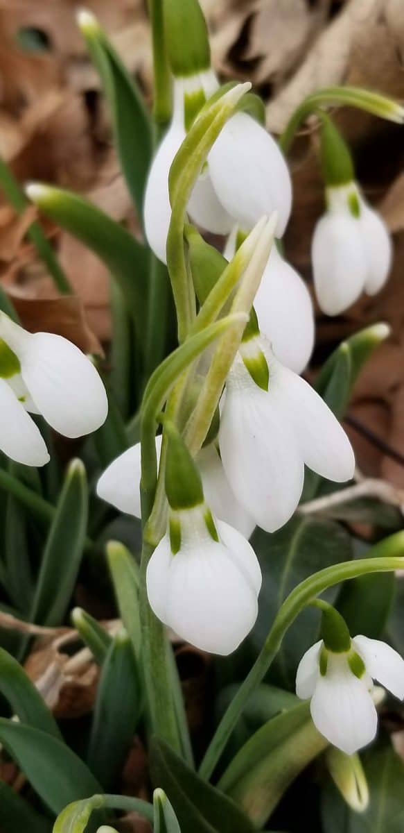 Snowdrops blooming