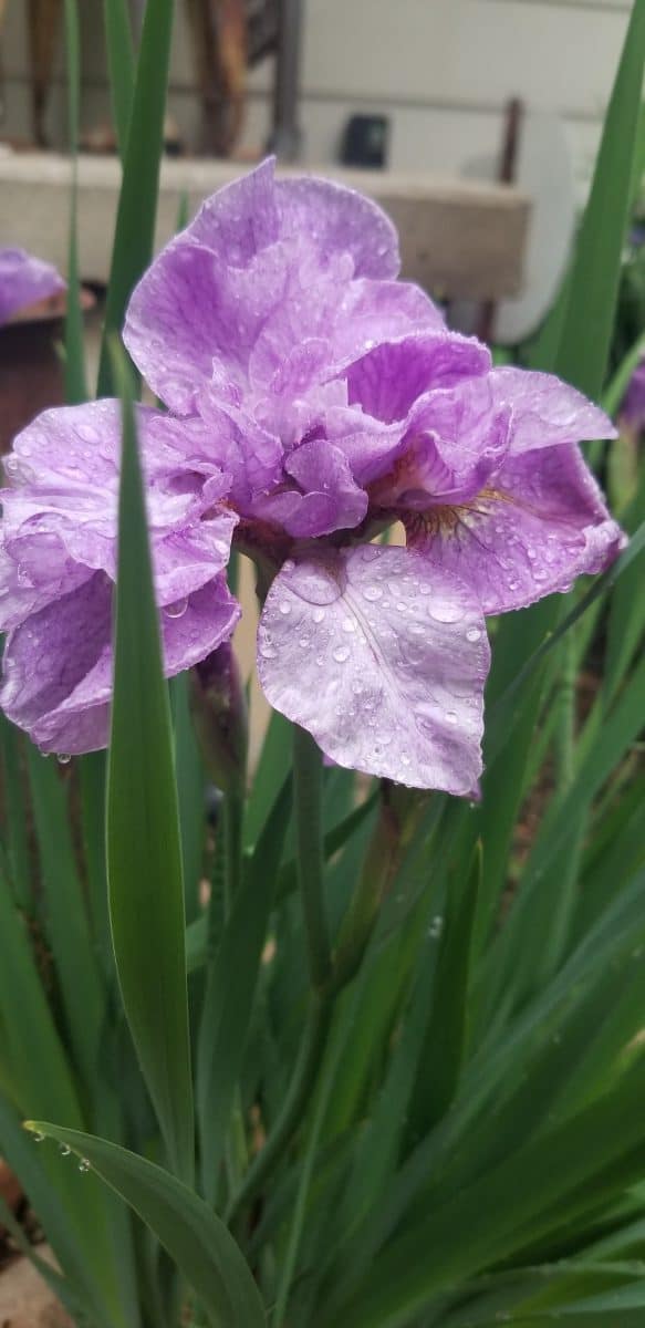 Pink Parfait Siberian Iris blooms