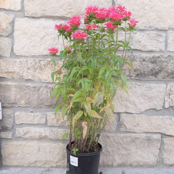 coral reef bee balm plant with bright pink-fuschia blooms in a black gallon pot