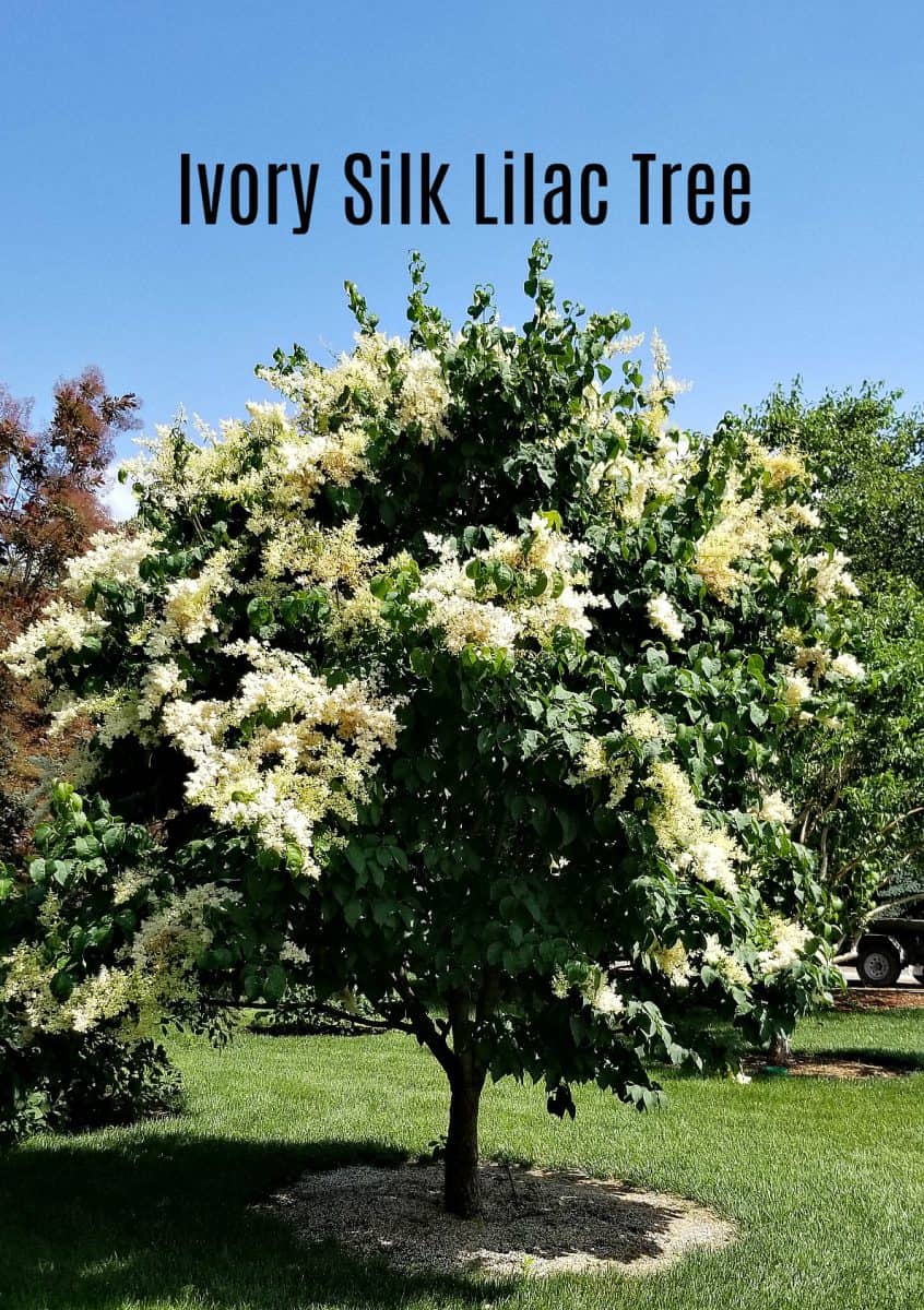 Plant of the Week: Ivory Silk Tree Lilac - Grimm's Gardens