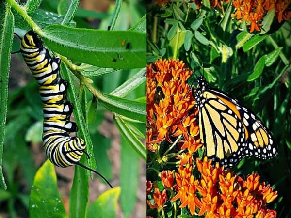 14 Common Butterflies of Northeast Kansas