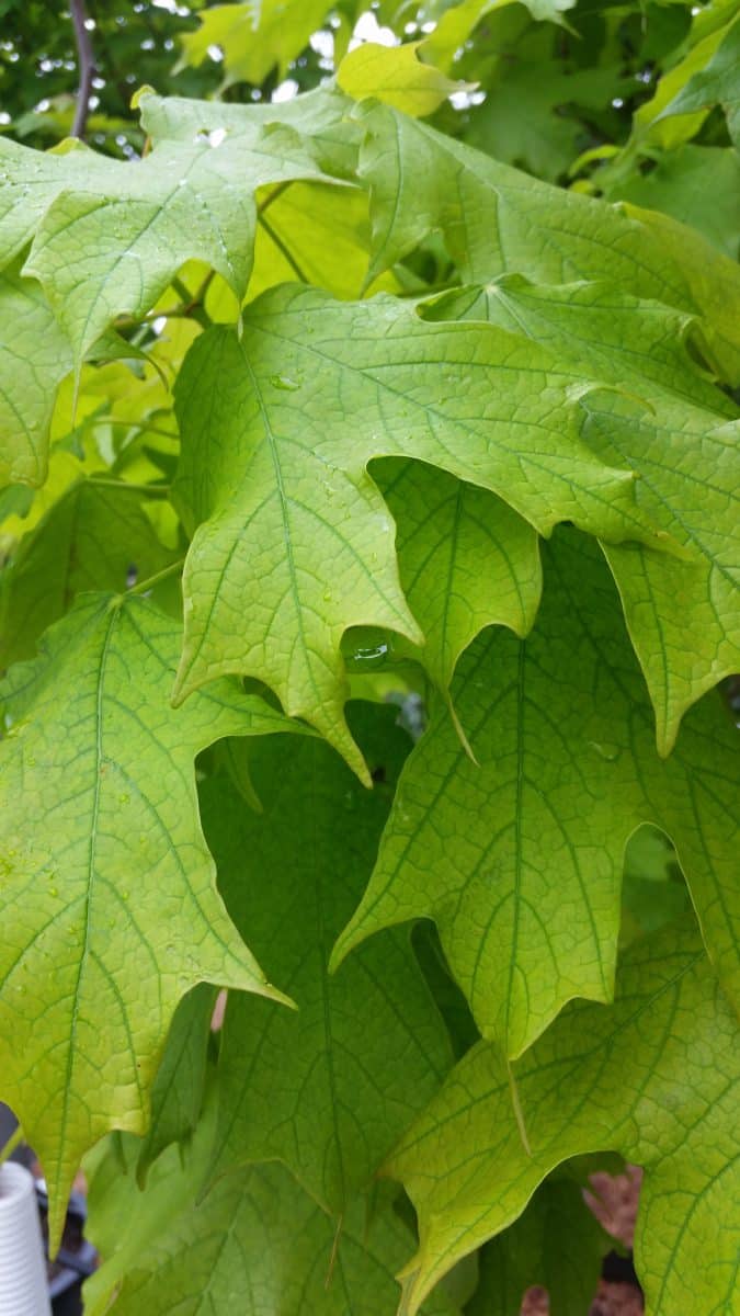 Iron chlorosis on maple