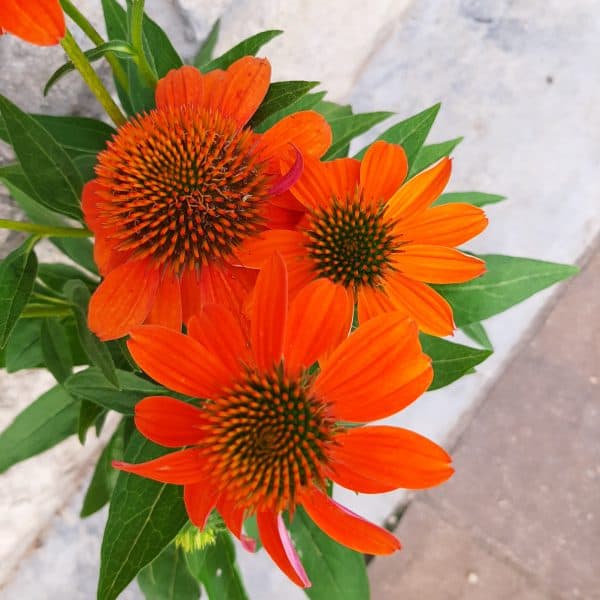 Adobe Orange Sombrero Coneflower – #1 Container