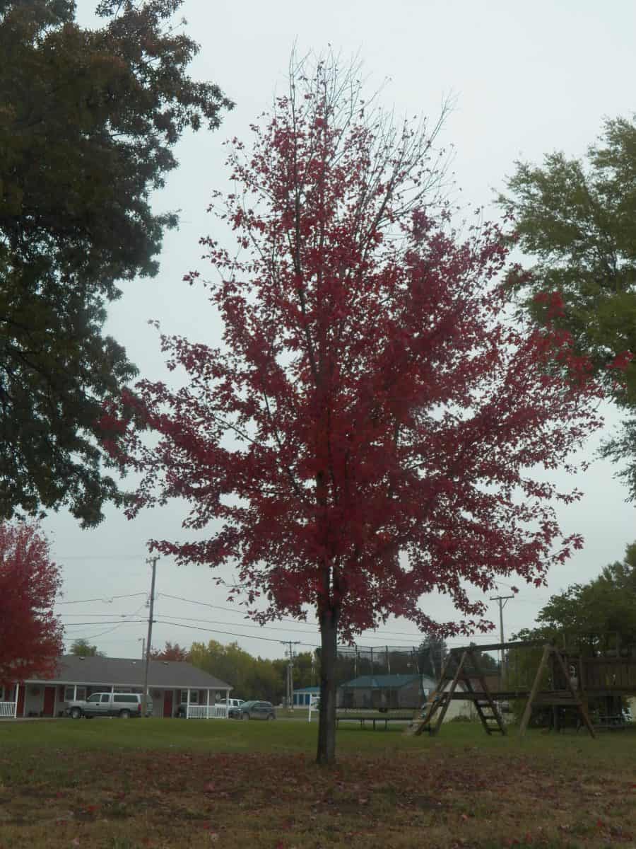 Burgundy Belle maple