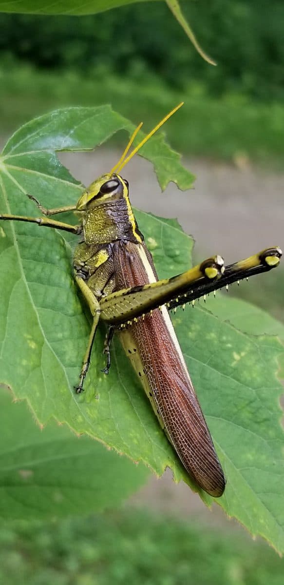 Obscure bird grasshopper