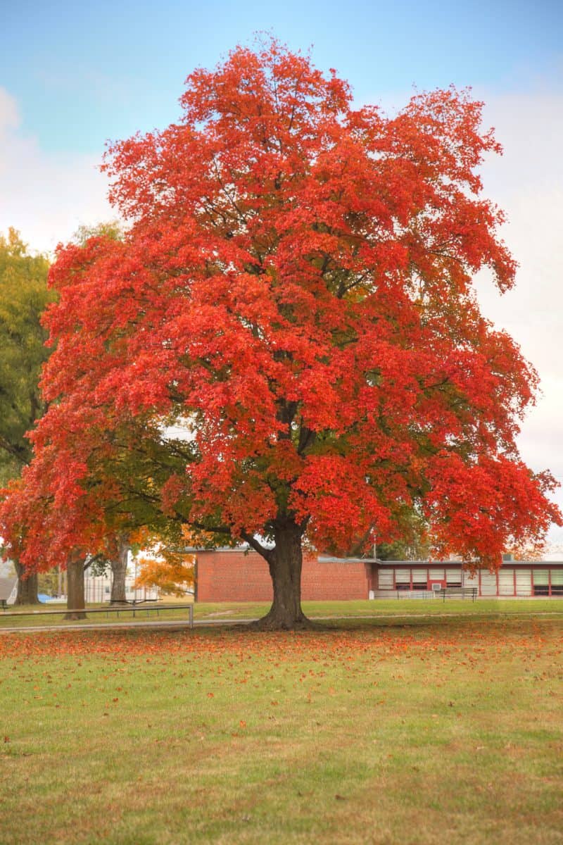 Oregon Trail Sugar Maple