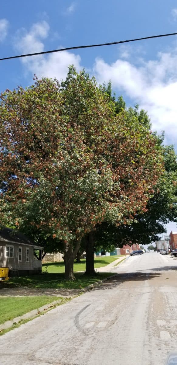 Oak tree with Kermes scale
