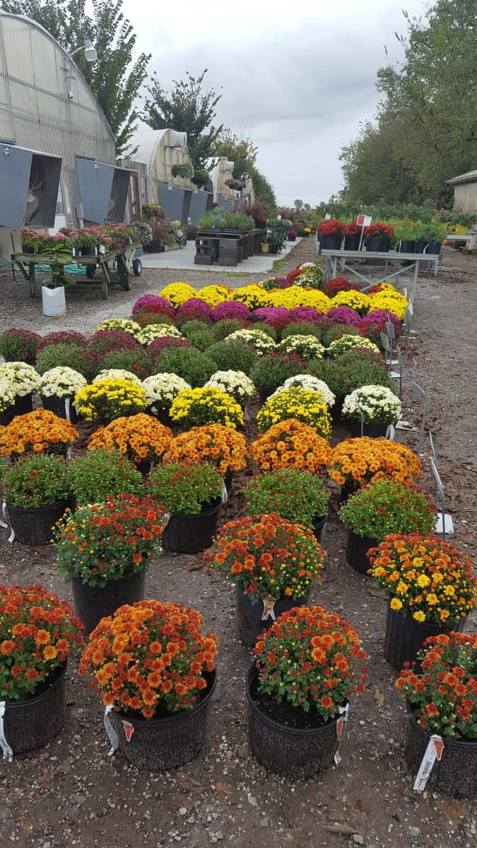 mums at Grimm's Gardens