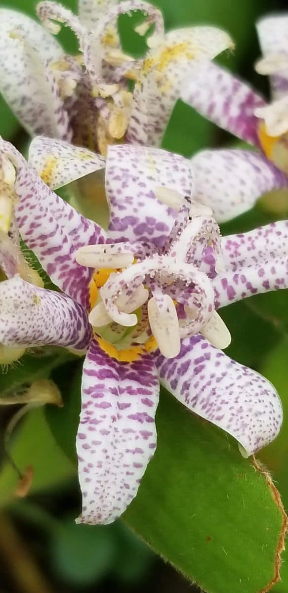 Toad lily blooming