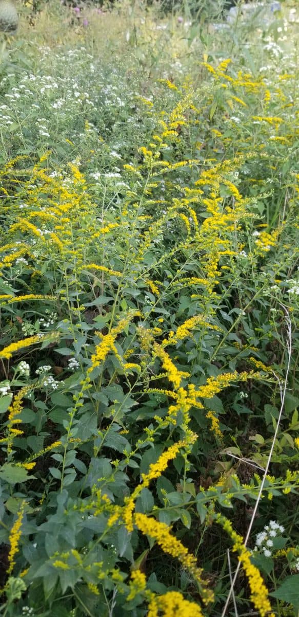 elmleaf goldenrod