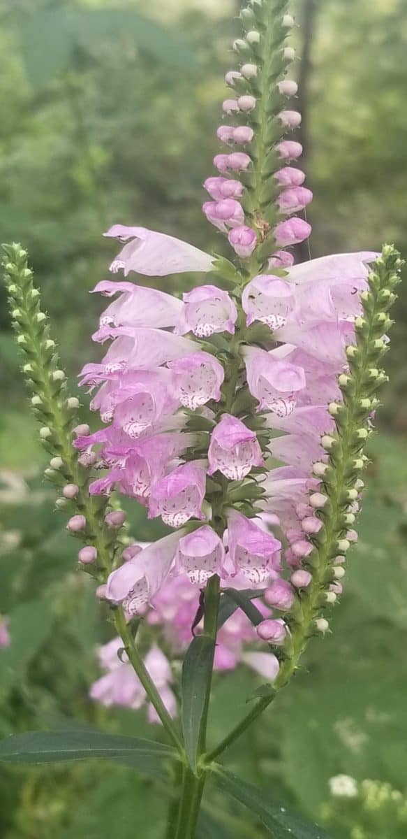 Obedient Plant