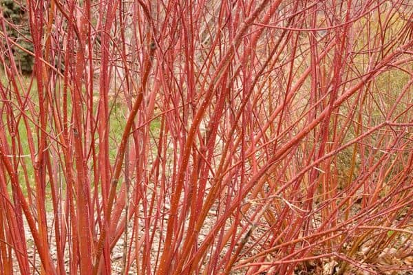 Red Twig Dogwood – 5 Gallon Container