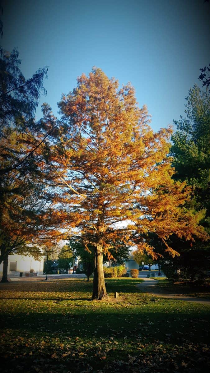 bald cypress in autumn