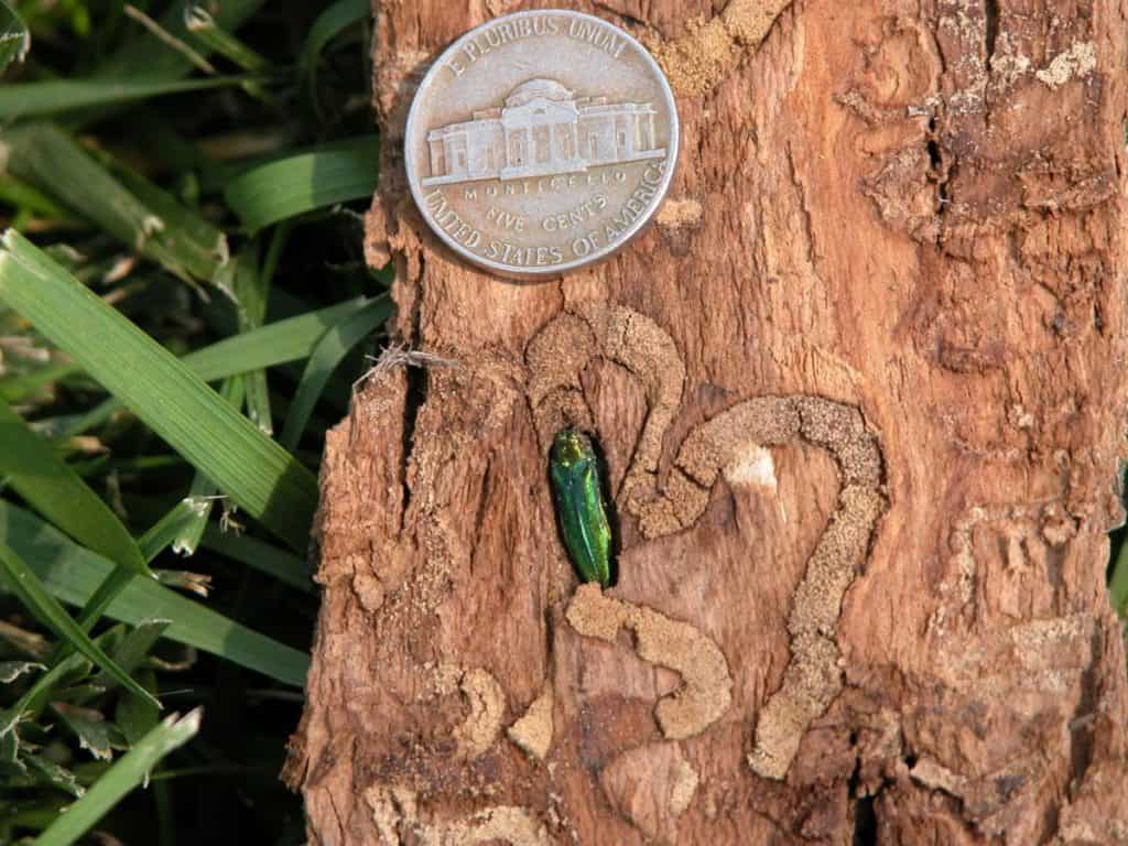 EAB in the urban canopy