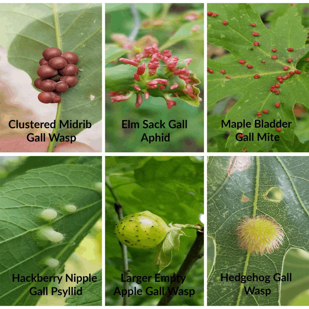 Oak tree galls