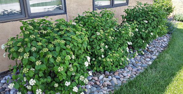 Plant of the Week: Viburnum ‘Blue Muffin’