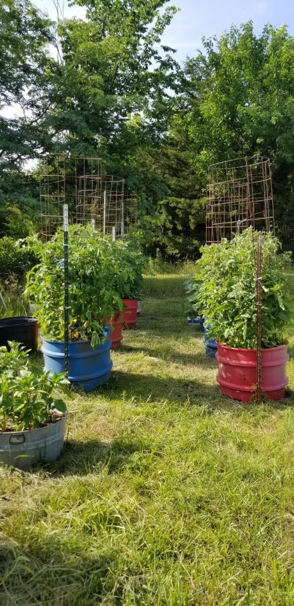 tomato tub garden