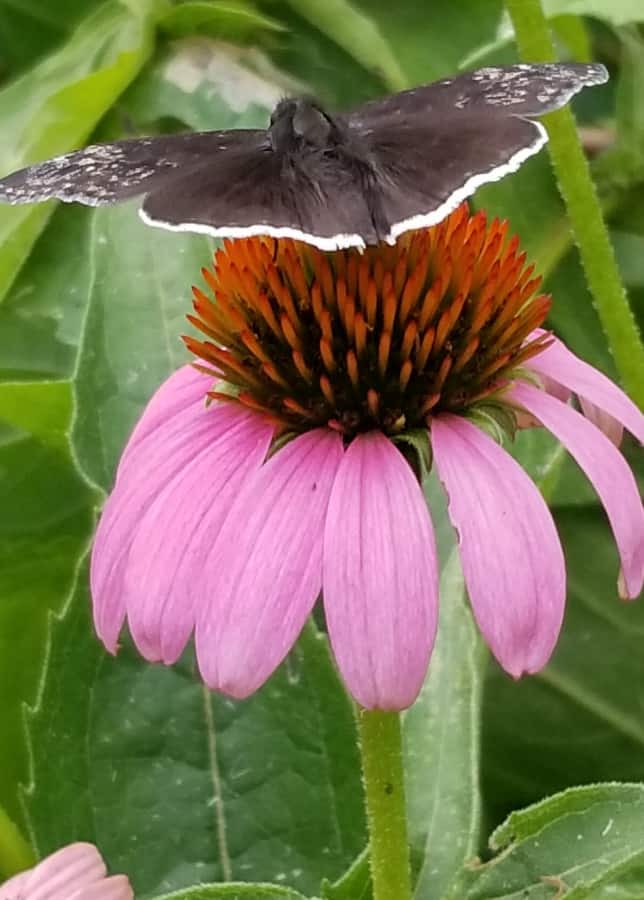 Funereal Duskywing Butterfly