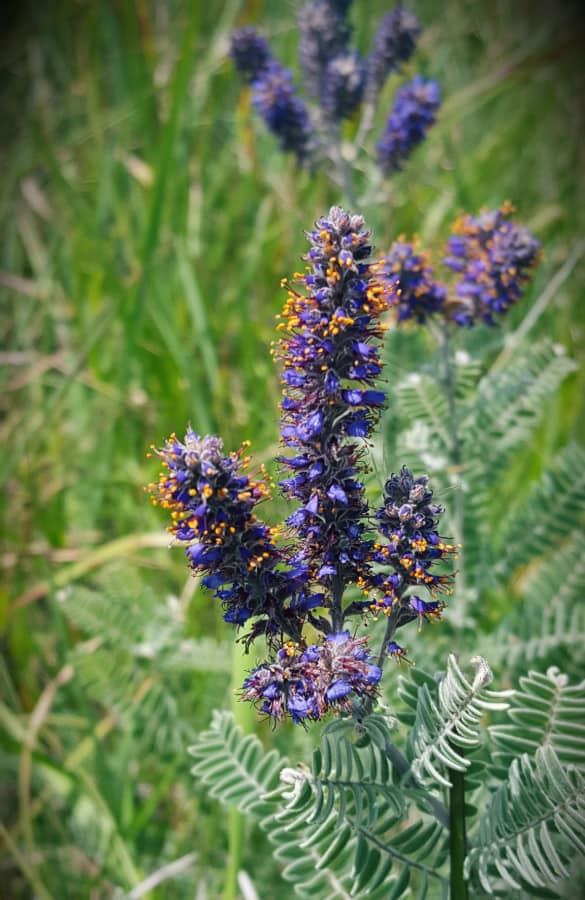 Leadplant